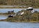 IcelandAnimals-pjt_(2).jpg