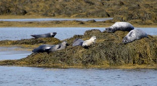 Seals hauling out at Ytri Tunga