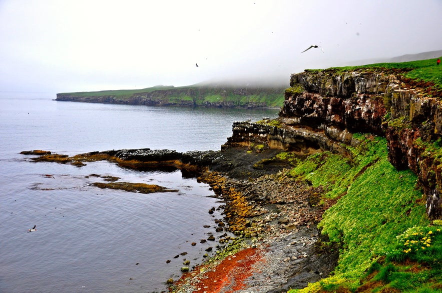 Grimsey is a true bird paradise