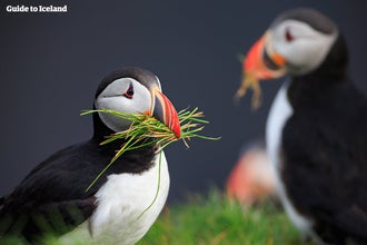 Puffins enjoying an afternoon snack in the Westfjords of Iceland.