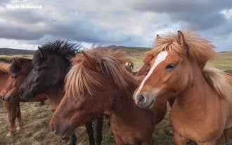 Le cheval islandais est à la fois doux et amical, cette excursion convient donc aussi bien aux débutants qu'aux cavaliers expérimentés.