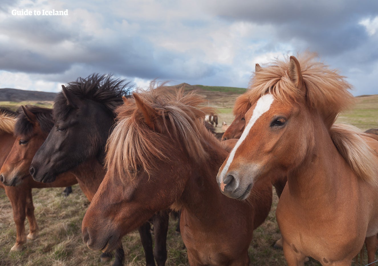 The Icelandic horse is both gentle and friendly so this tour is suited for both beginners and experts riders.