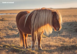 The mane of the Icelandic horse is called 'fax' in Icelandic.