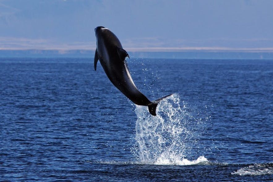 A dolphin leaping from the water's surface off the coast of Iceland.
