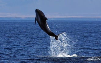 A dolphin leaping from the water's surface off the coast of Iceland.