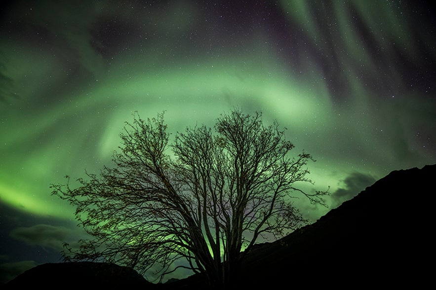 aurora tree