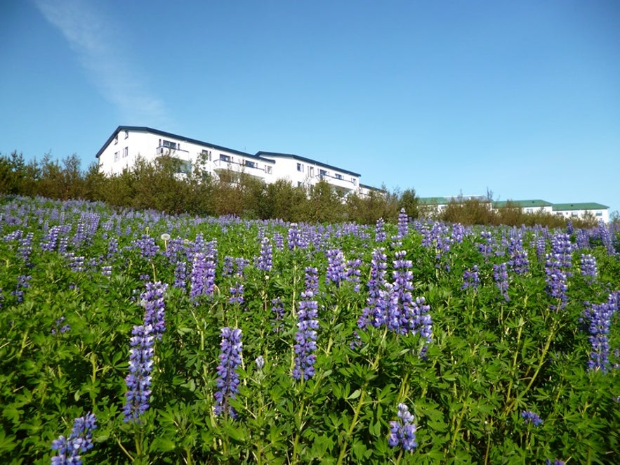 Périphérie de Reykjavík © Cédric H. Roserens