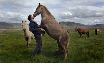 Whilst pony sized, Icelandic Horses still come under the category of 'Horse'.