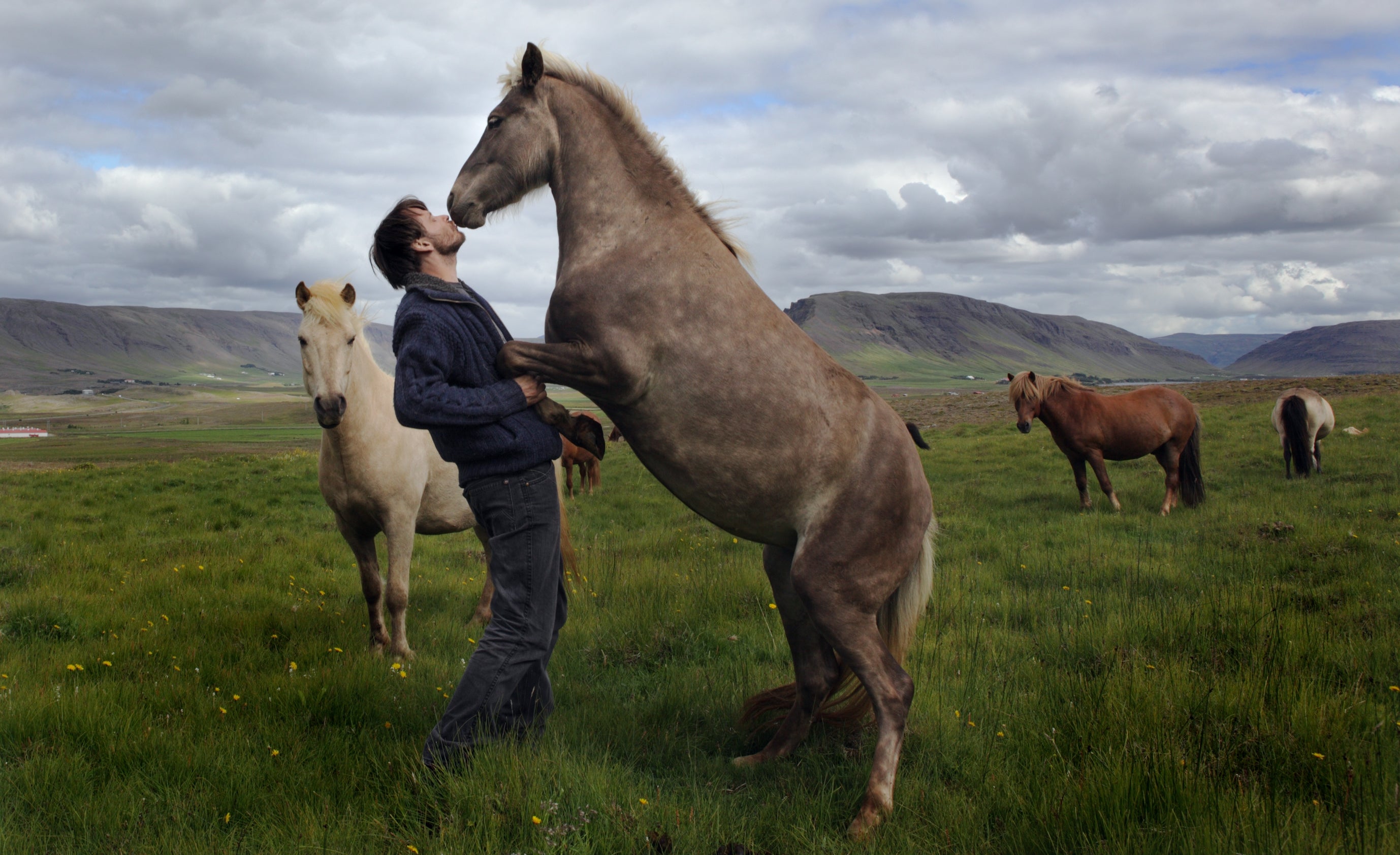 Whilst pony sized, Icelandic Horses still come under the category of 'Horse'.