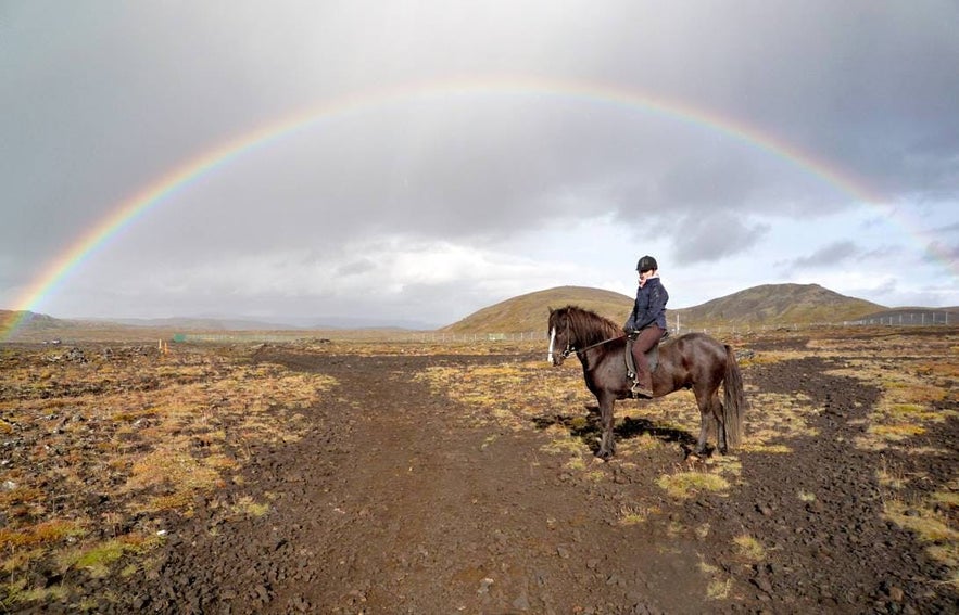 Icelandic horse under a rainbow