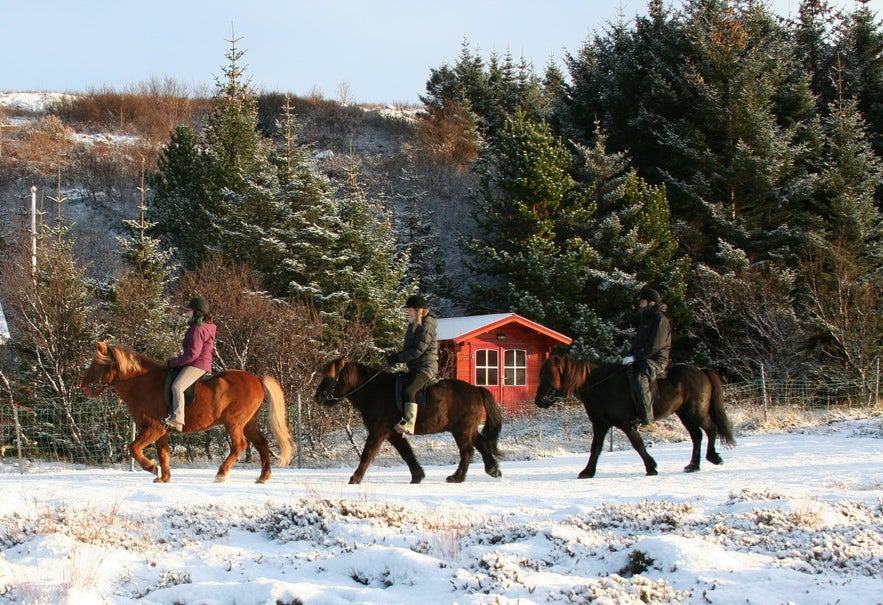 Riding in the snow on an Icelandic horse