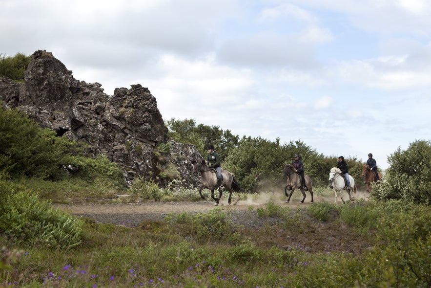 The Icelandic horse has two unique gaits; tölt and skeið or 'flying pace'