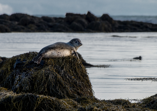 Private Snaefellsnes Peninsula Day Tour from Reykjavik