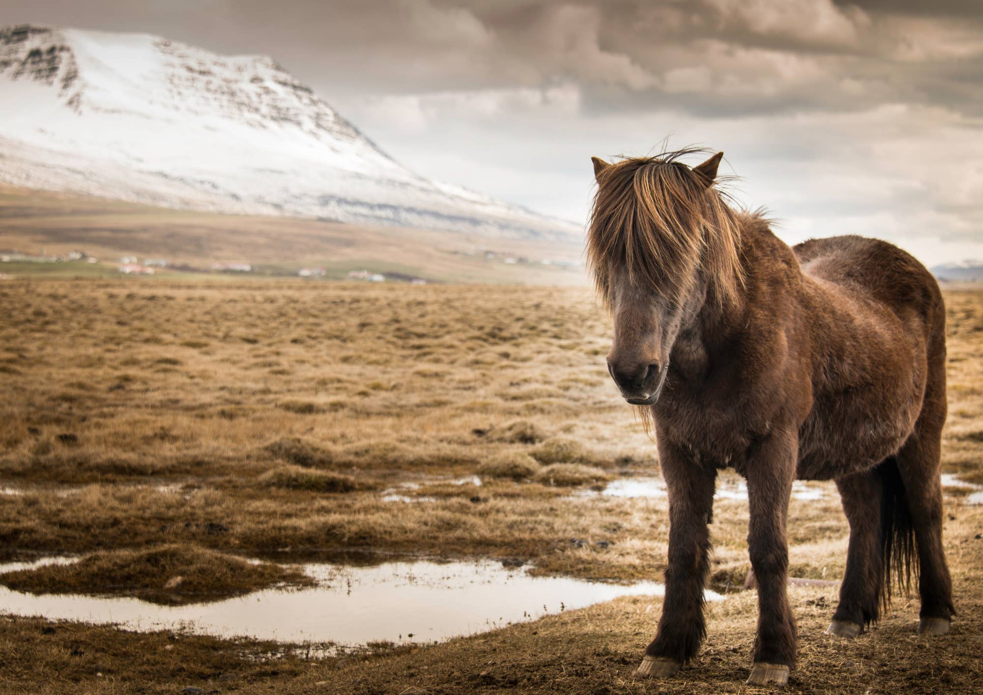 A horse can be seen resting in a valley along the Borgarfjordur district.