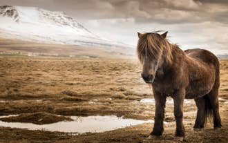 A horse can be seen resting in a valley along the Borgarfjordur district.