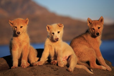 Arctic foxes and other fascinating wildlife reside in Hare Fjord in Greenland.