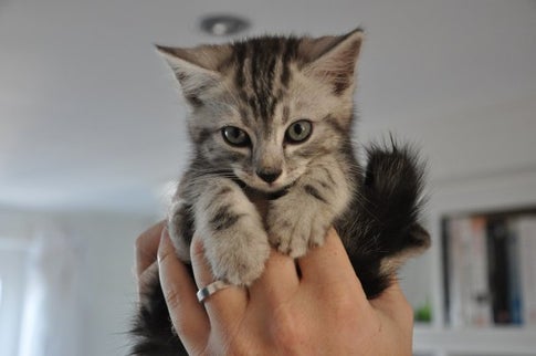 Cats of Reykjavík and Iceland's Christmas Cat