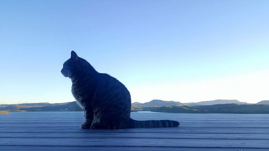 Icelandic cat Eyja, short for Eyjafjallajökull, looks out for mice in the countryside