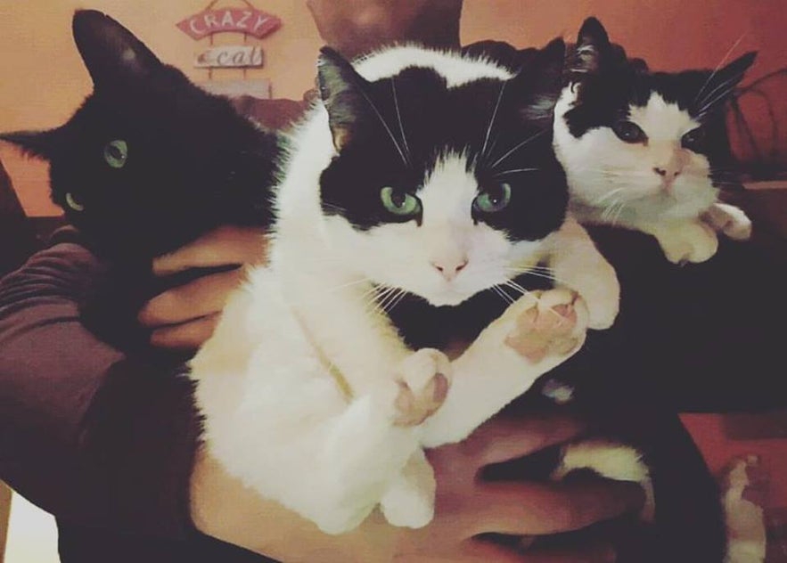 Depill, Coco and Tsuki - Icelandic cats