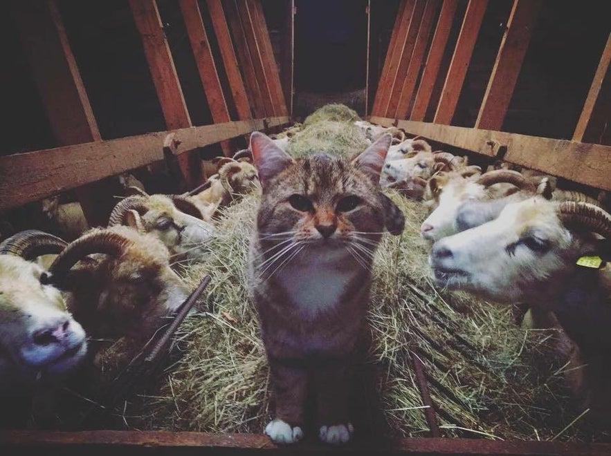 Spaki-Brandur Icelandic farm cat