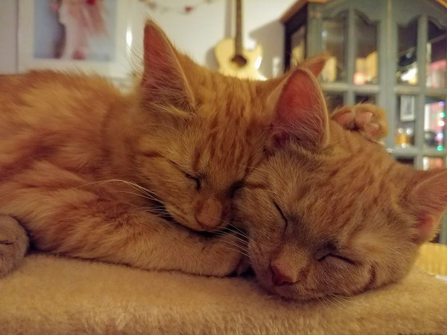 Icelandic cats Lóa and Lísa cuddle up