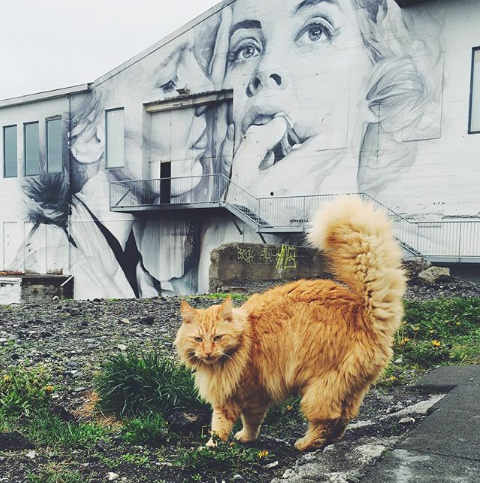 Icelandic cat strolling past Reykjavík's famous street art