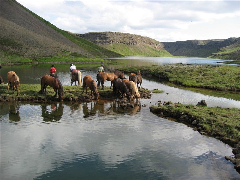 Horseback riding in north Iceland