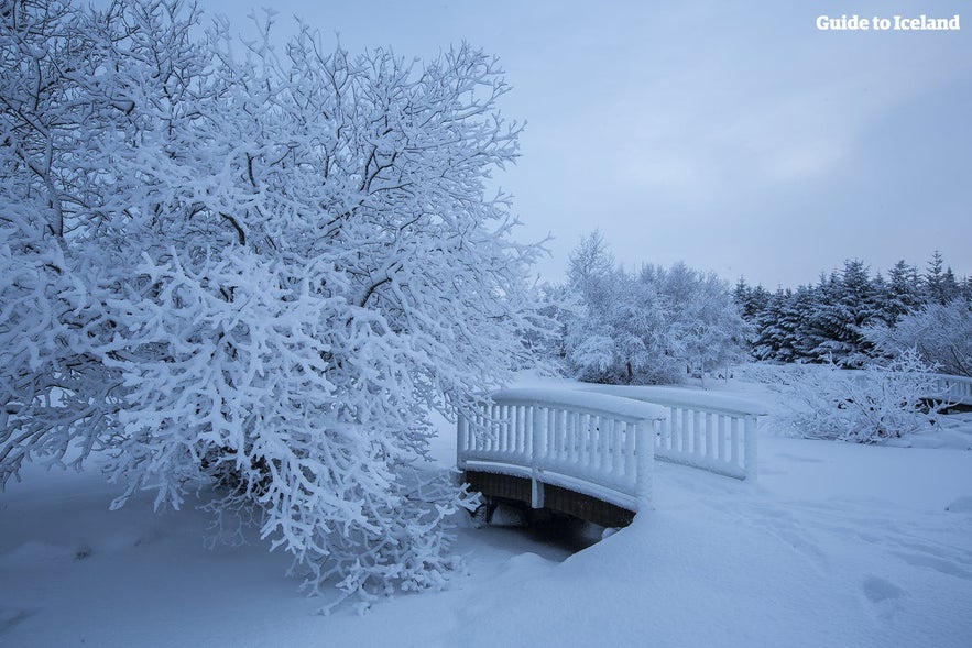 Winter in Iceland is the time to eat traditionally cured meats