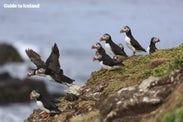 Birds in Iceland: The Complete Guide
