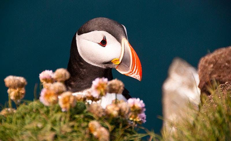 冰島Puffin