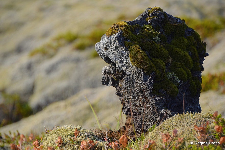 A head of a troll was sticking out of the moss in one part of the hike in Nesjavellir