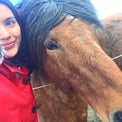 アイスランドの馬に乗りたい！