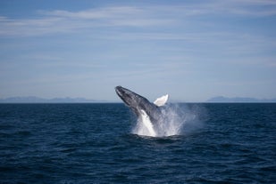 Original Whale Watching Adventure from Reykjavík