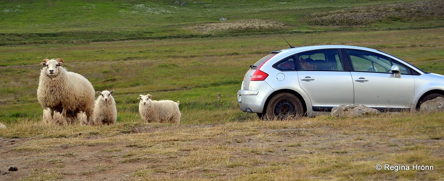 Free roaming sheep are a common sight whilst driving around the Westfjords.