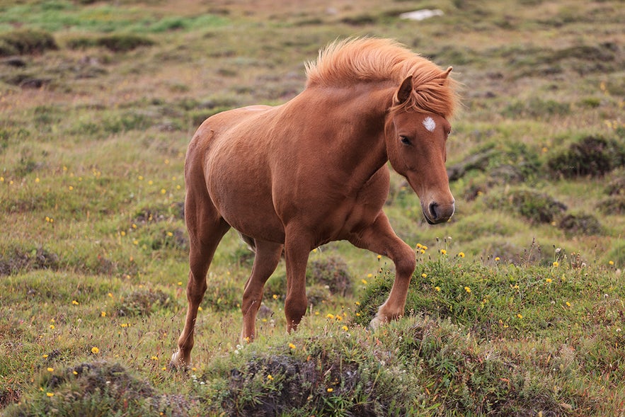 Un cheval islandais qui s'étire dans un champ pendant une journée d'été.