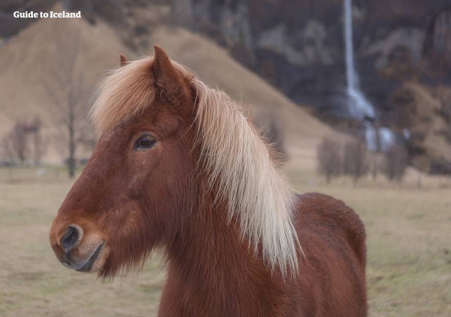Close-up of an Icelandic horse with a thick mane standing in a field with a waterfall and hills in the background