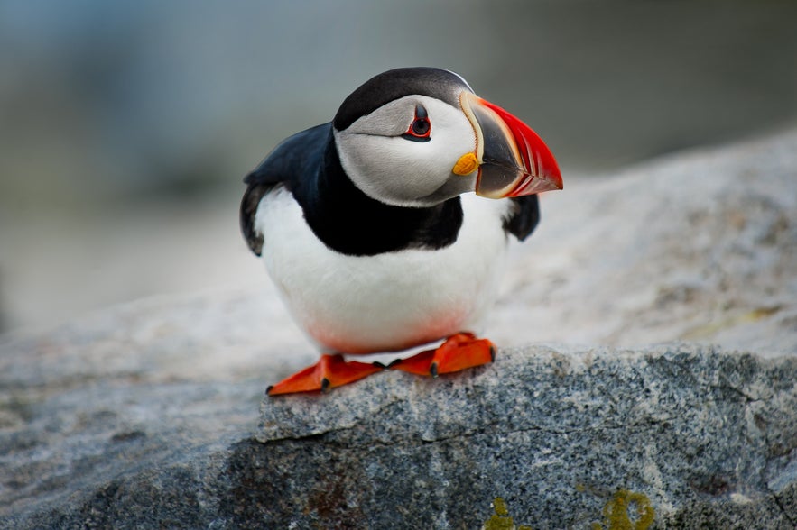 冰島夏季Puffin