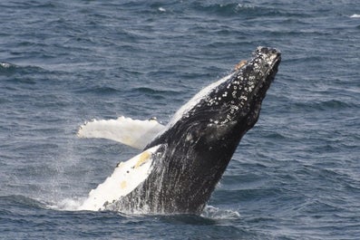 A humpback whale breaches the water.