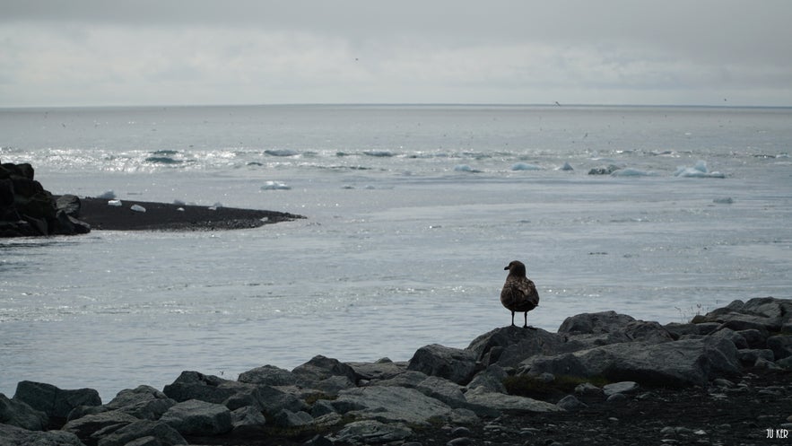 Jökulsárlón, I Love You!