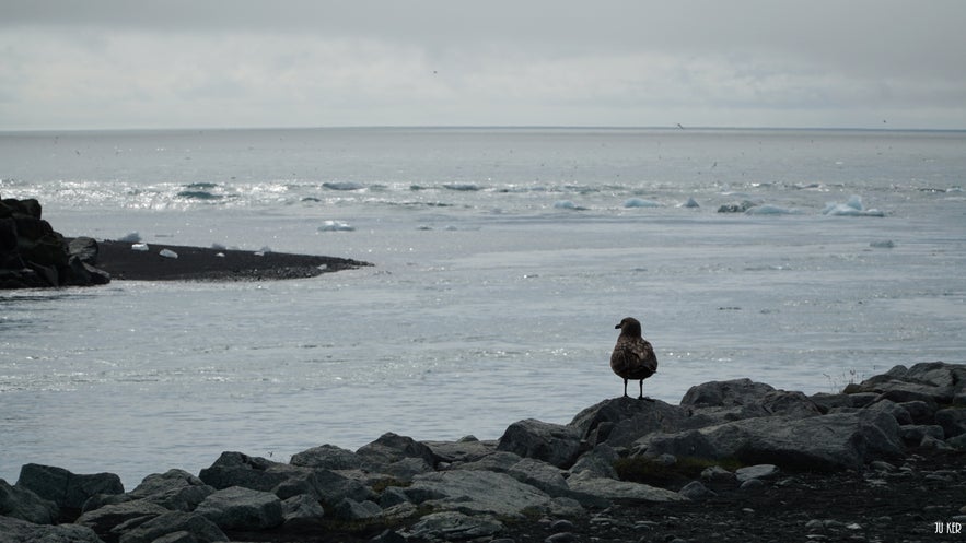 Sternes arctiques près de Jokulsarlon