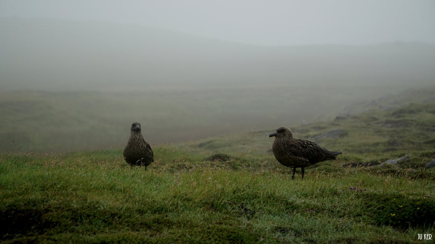 Ingólfshöfði, a Puffin Paradise Near Skaftafell !