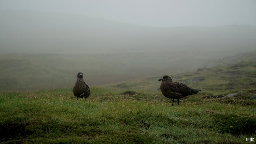 A Ingólfshöfði, vous pouvez voir de nombreux oiseaux
