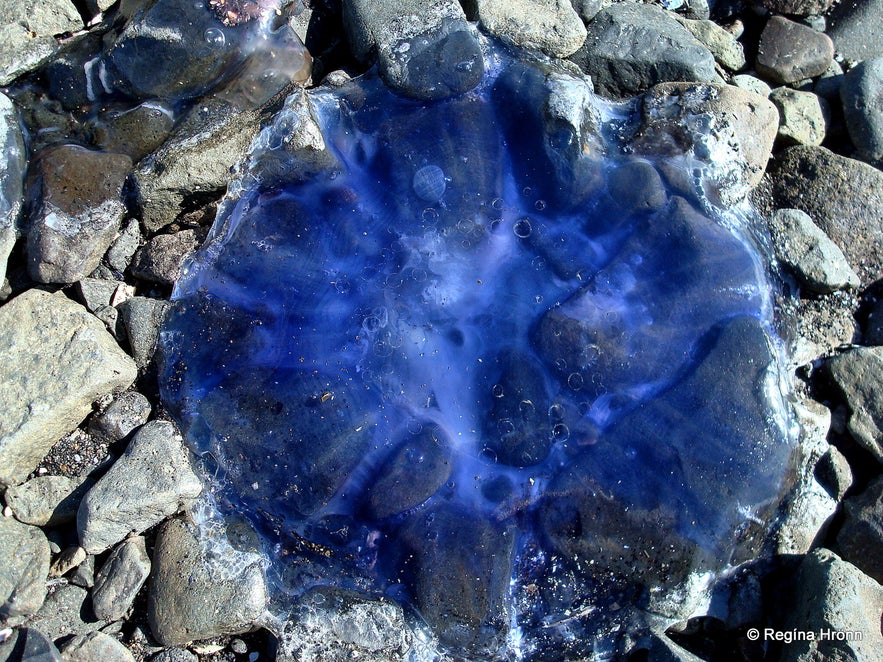 Jellyfish in northwest Iceland