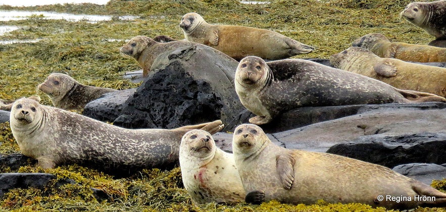 Seals on Hvítanes peninsula in the Westfjords