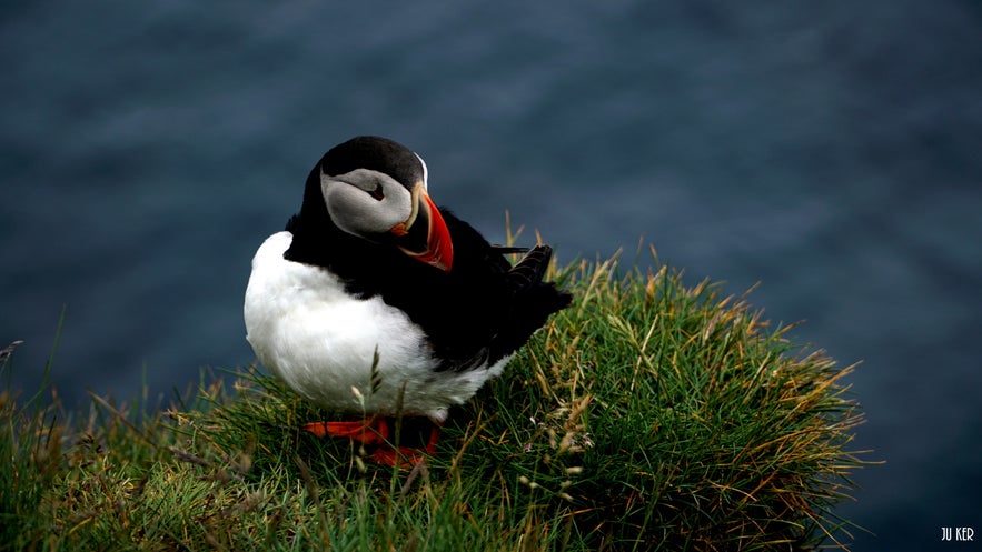 Un macareux moine à Latrabjarg