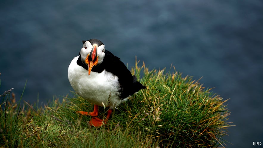 macareux en Islande