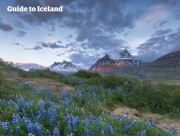 The East Fjords is somewhat neglected by tourists. Those who make the effort are in for a special treat!