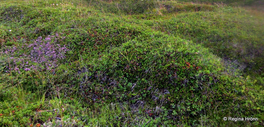 Krakalækjarþing ruins in East-Iceland