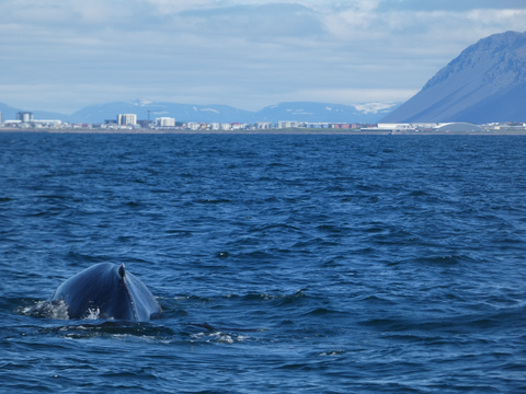 Special 2.5-Hour Midnight Sun Whale Watching Tour from Reykjavik