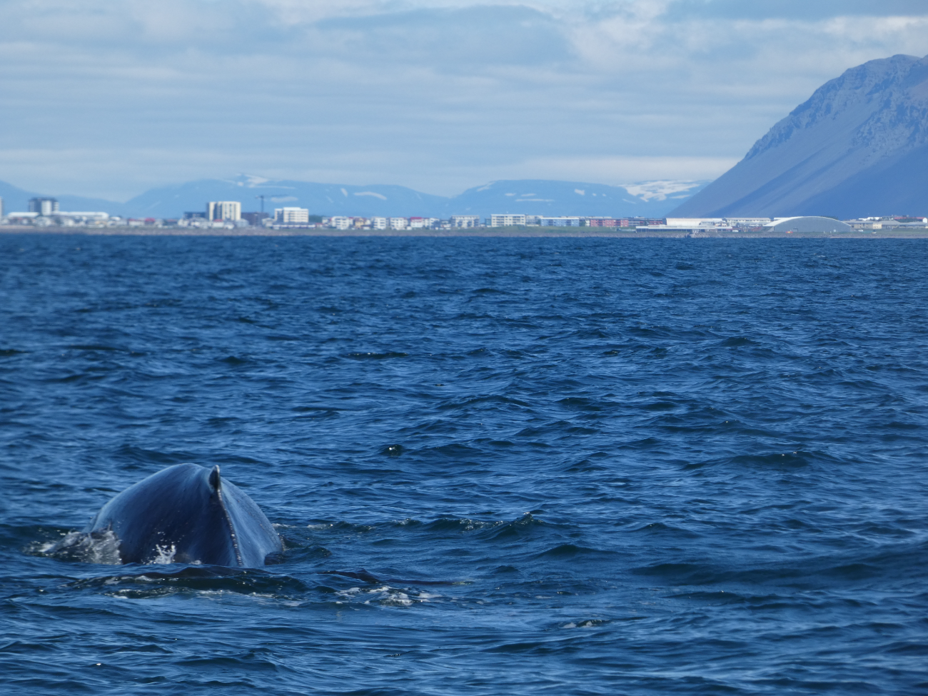 A whale surfacing with Reykjavik seen in the distance.